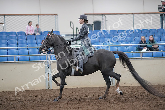 2019 Morgan Horse Show - Aug 31, 2019 - 09288