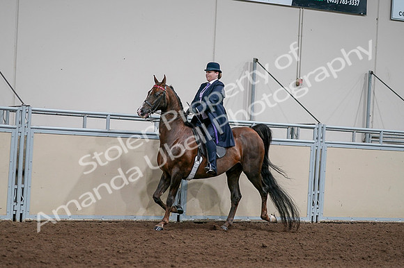 2020 - AB Morgan Horse - Fri, Sept 04 - 07941