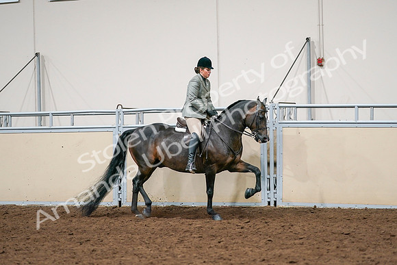 2020 - AB Morgan Horse - Sat, Sept 05 - 14499