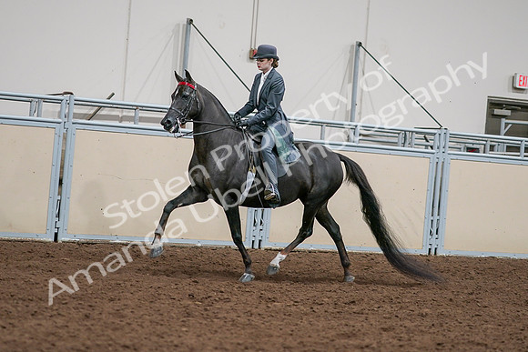2020 - AB Morgan Horse - Sat, Sept 05 - 13640