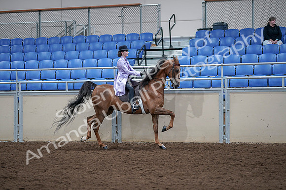 2020 - AB Morgan Horse - Fri, Sept 04 - 05083