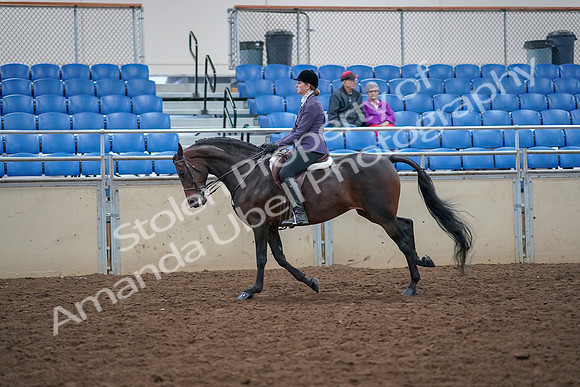 2019 Morgan Horse Show - Aug 30, 2019 - 20590