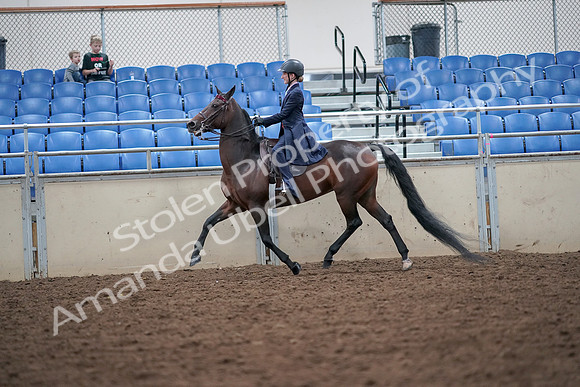 2019 Morgan Horse Show - Aug 30, 2019 - 17808