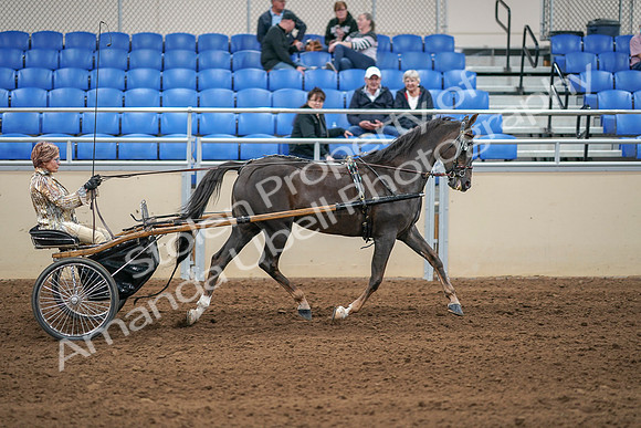 2020 - AB Morgan Horse - Sat, Sept 05 - 05962