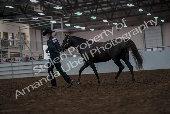 2019 Morgan Horse Show - Aug 31, 2019 - 02059