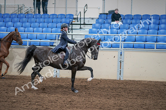 2020 - AB Morgan Horse - Fri, Sept 04 - 03163