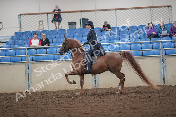 2019 Morgan Horse Show - Aug 30, 2019 - 26781
