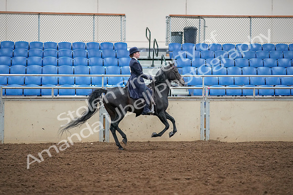 2019 Morgan Horse Show - Aug 30, 2019 - 12498