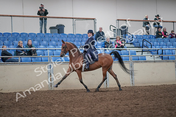 2019 Morgan Horse Show - Aug 31, 2019 - 08635