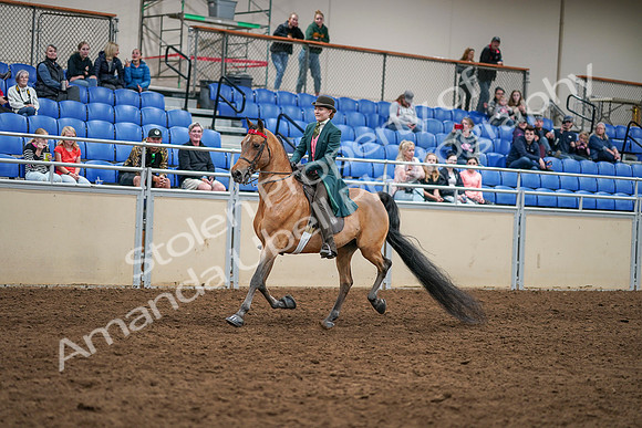 2020 - AB Morgan Horse - Sat, Sept 05 - 13758