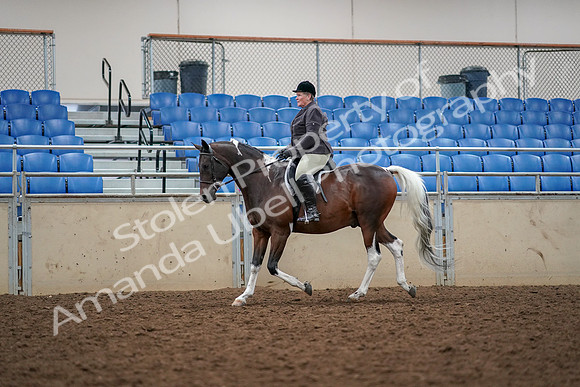 2019 Morgan Horse Show - Aug 30, 2019 - 22231