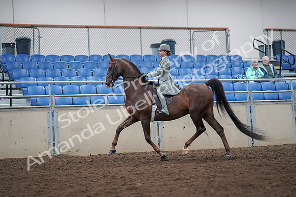 2019 Morgan Horse Show - Aug 30, 2019 - 17782