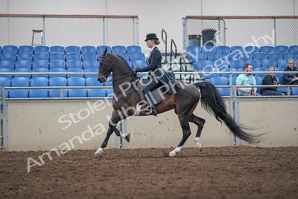 2019 Morgan Horse Show - Aug 31, 2019 - 08740