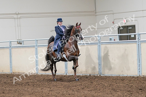 2020 - AB Morgan Horse - Fri, Sept 04 - 08058
