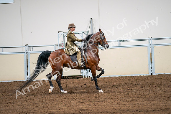 2020 - AB Morgan Horse - Sat, Sept 05 - 08201