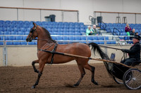 2019 Morgan Horse Show - Aug 30, 2019 - 13040