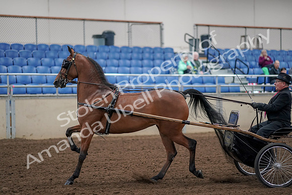 2019 Morgan Horse Show - Aug 30, 2019 - 13040