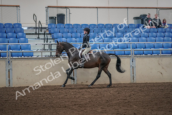 2019 Morgan Horse Show - Aug 31, 2019 - 05092