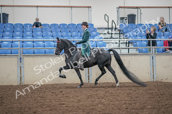 2019 Morgan Horse Show - Aug 30, 2019 - 15346