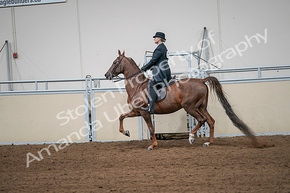 2020 - AB Morgan Horse - Fri, Sept 04 - 07995