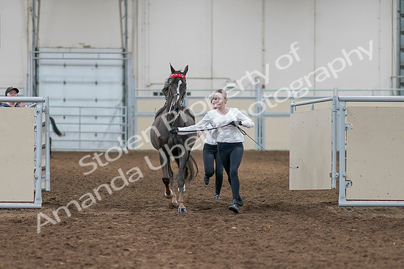 2020 - AB Morgan Horse - Sat, Sept 05 - 00628