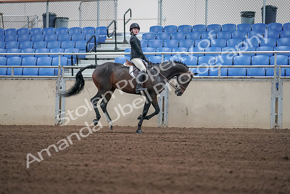 2019 Morgan Horse Show - Sept 01, 2019 - 03885
