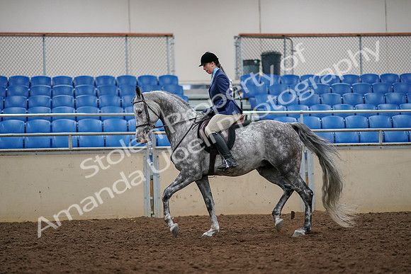 2019 Morgan Horse Show - Aug 30, 2019 - 22280