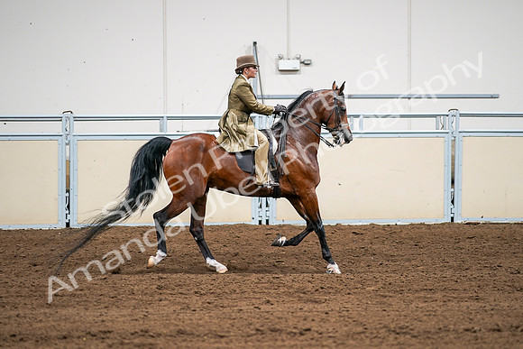 2020 - AB Morgan Horse - Sat, Sept 05 - 08212