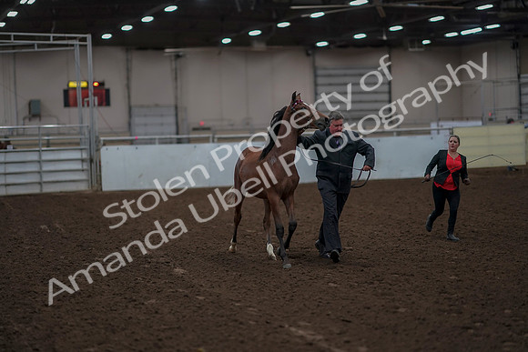 2019 Morgan Horse Show - Aug 31, 2019 - 00209