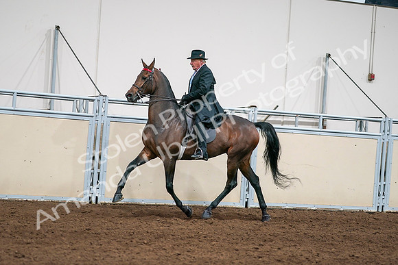 2020 - AB Morgan Horse - Sat, Sept 05 - 08123