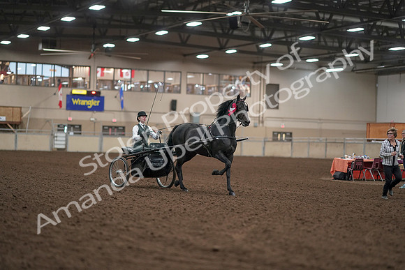 2019 Morgan Horse Show - Aug 31, 2019 - 04793