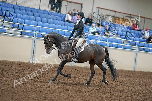2020 - AB Morgan Horse - Fri, Sept 04 - 05832