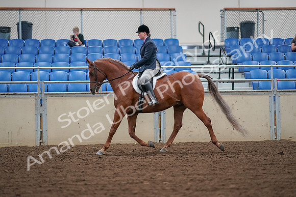 2019 Morgan Horse Show - Aug 30, 2019 - 16198