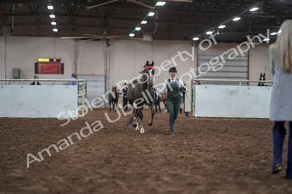 2019 Morgan Horse Show - Aug 31, 2019 - 01884