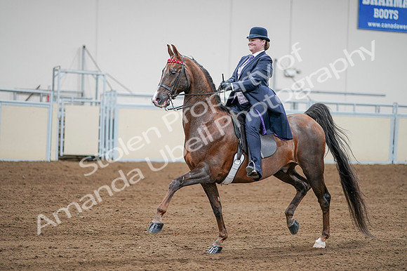 2020 - AB Morgan Horse - Fri, Sept 04 - 08218