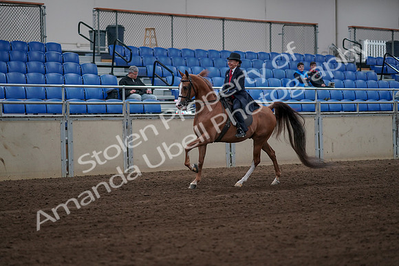 2019 Morgan Horse Show - Sept 01, 2019 - 11961