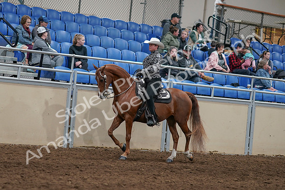 2020 - AB Morgan Horse - Sun, Sept 06 - 07490