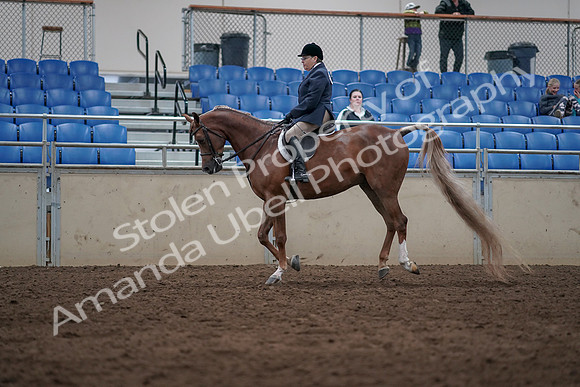 2019 Morgan Horse Show - Sept 01, 2019 - 08680