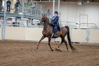 2020 - AB Morgan Horse - Fri, Sept 04 - 07869