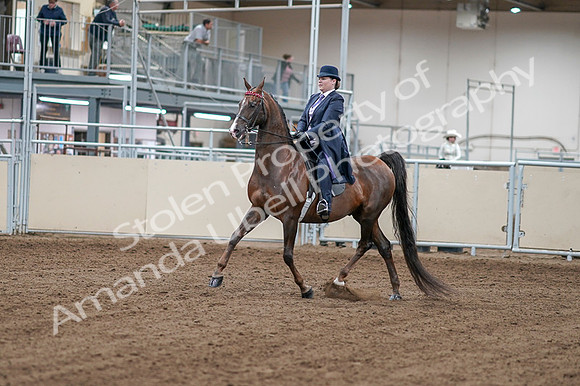 2020 - AB Morgan Horse - Fri, Sept 04 - 07869