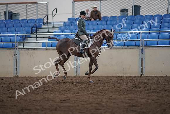 2019 Morgan Horse Show - Sept 01, 2019 - 08775