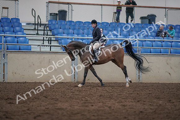 2019 Morgan Horse Show - Sept 01, 2019 - 08654