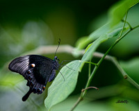 Insects - 016