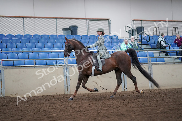 2019 Morgan Horse Show - Aug 30, 2019 - 17777