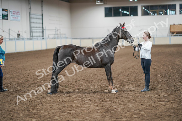 2020 - AB Morgan Horse - Sat, Sept 05 - 00644
