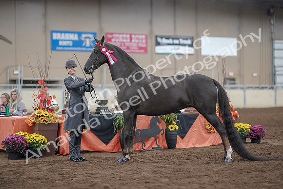 2019 Morgan Horse Show - Aug 31, 2019 - 02080