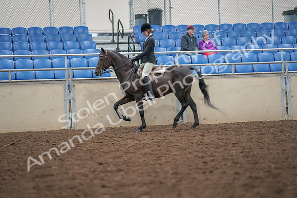 2019 Morgan Horse Show - Aug 30, 2019 - 20126