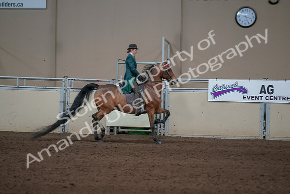 2019 Morgan Horse Show - Sept 01, 2019 - 13326