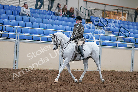2020 - AB Morgan Horse - Sat, Sept 05 - 14233