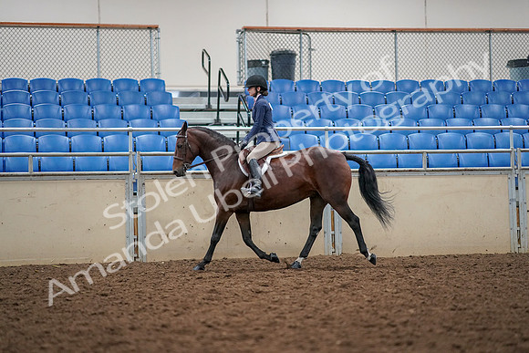 2019 Morgan Horse Show - Aug 30, 2019 - 23218
